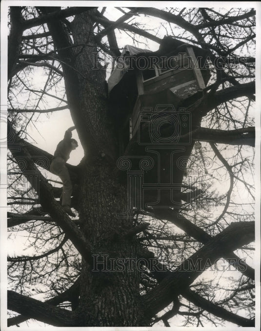 1962 Press Photo Burgess Hill pupil in tree house he built - Historic Images