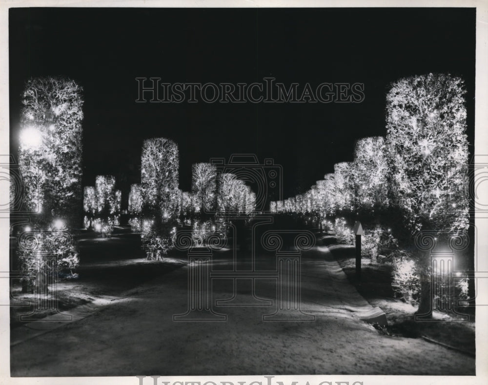 1958 Press Photo Illuminated trees brightens Brussels World&#39;s Fair - Historic Images