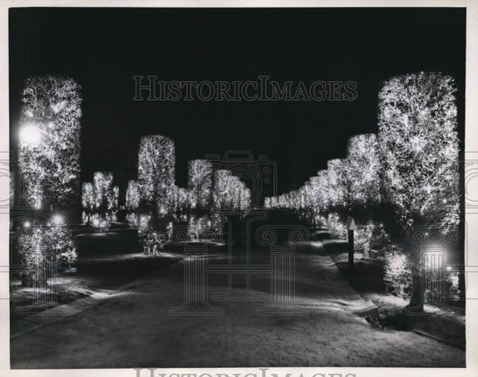 1958 Press Photo Illuminated trees brightens Brussels World's Fair - Historic Images
