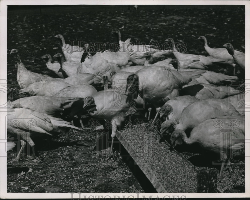 1946 Press Photo Turkey art at Adam Guth Farm - Historic Images