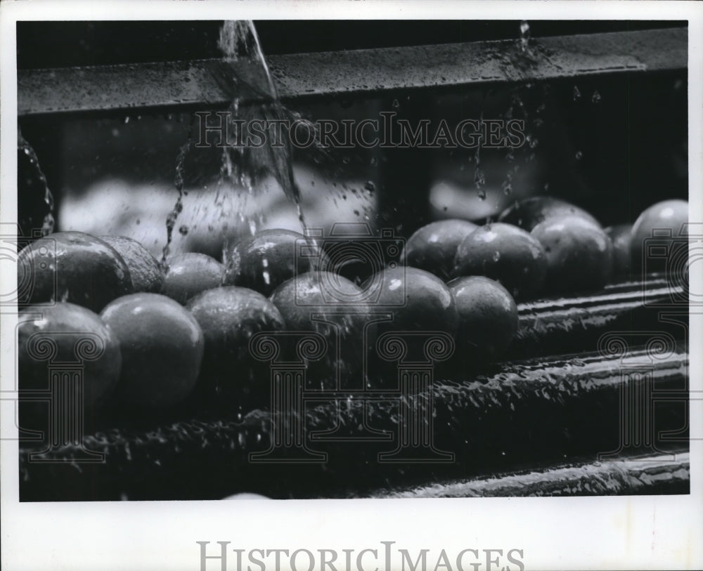 1967 Press Photo Florida Oranges Washed before Processed into Concentrated Juice - Historic Images