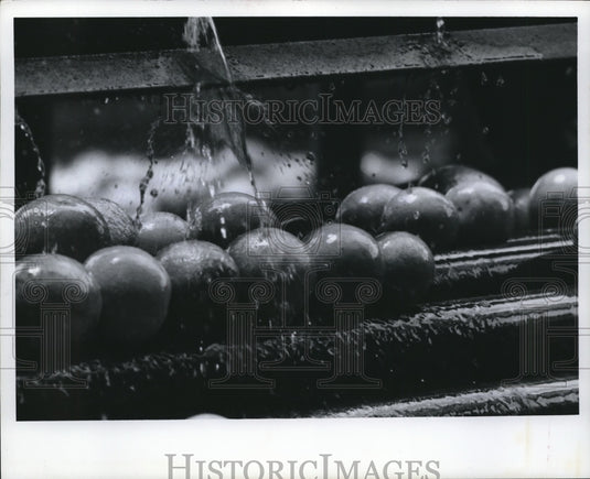 1967 Press Photo Florida Oranges Washed before Processed into Concentrated Juice - Historic Images