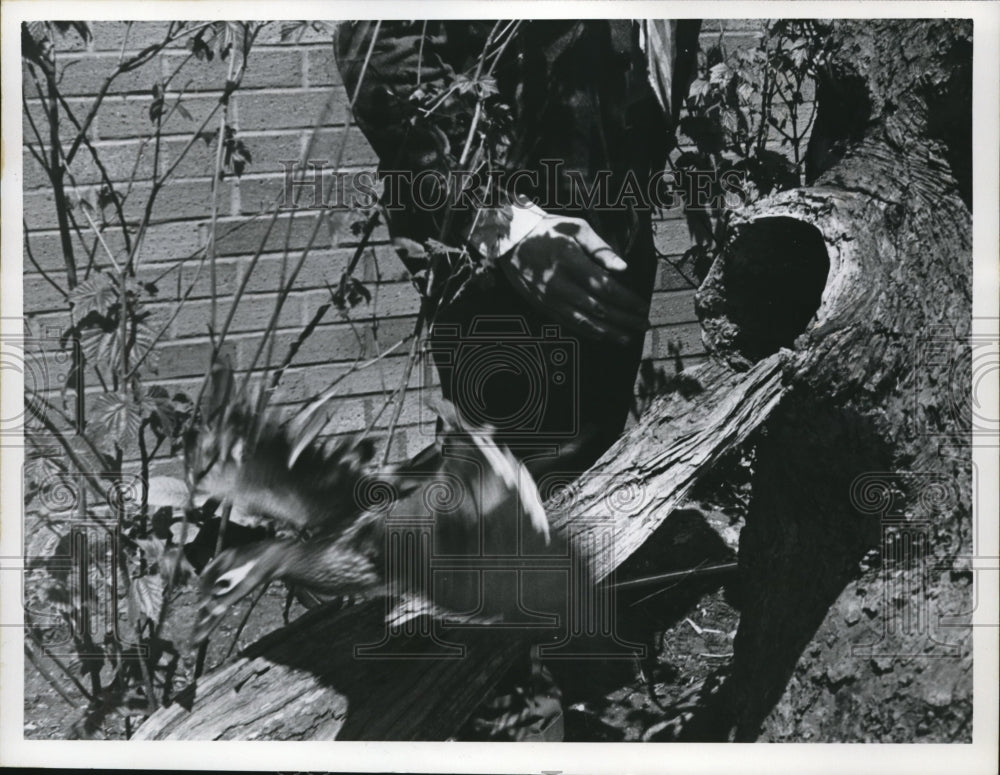 1972 Press Photo Wood ducks with eggs in tree stump at Museum of Natural History - Historic Images