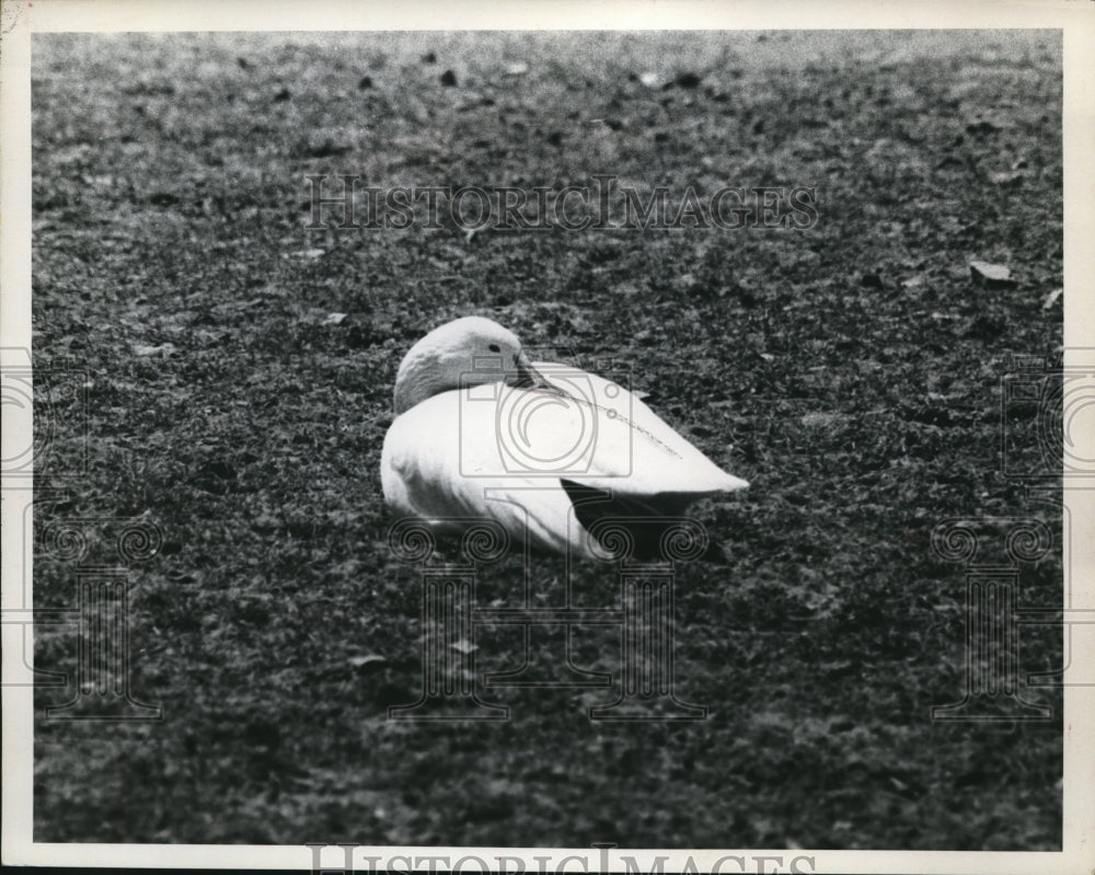 1975 Press Photo Cattle Egret - Historic Images