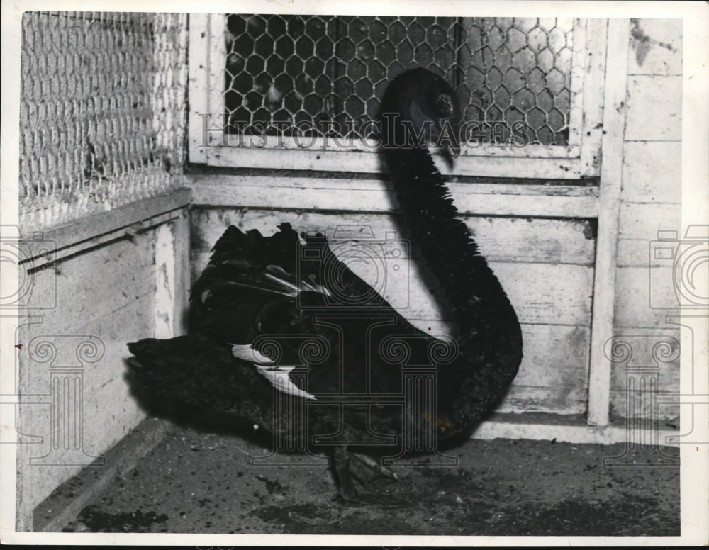 1939 Press Photo Australian Black Swan - Historic Images