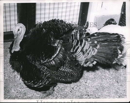 1962 Press Photo Turkey Gobbler in Red Barn - Historic Images