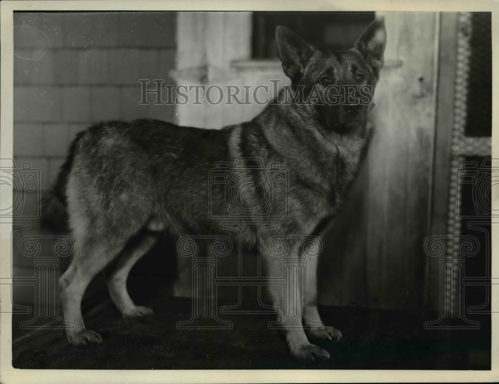 Press Photo Raggin of Halford male Norwegian Elkhound of TH White - Historic Images