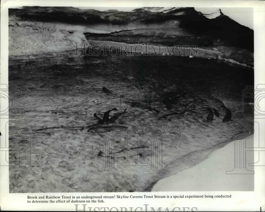 Press Photo Brook & rainbow trout at Skyline Caverns stream experiment - Historic Images