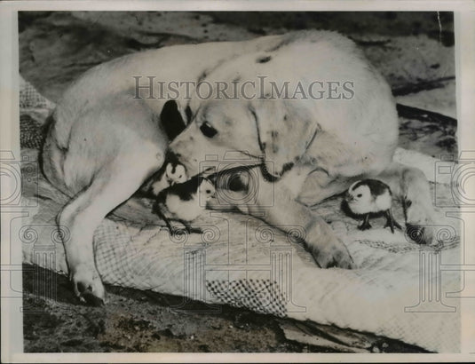 1938 Press Photo Five year old female dog of Mrs. Maude Sullivan with guineas - Historic Images