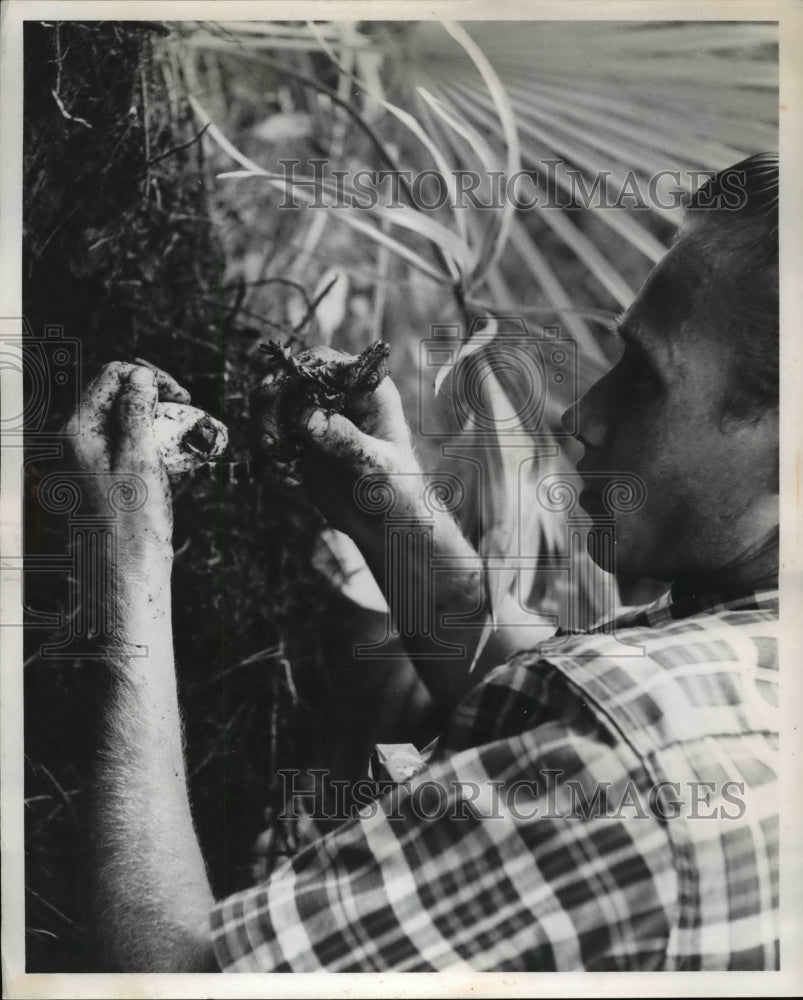 1959 Press Photo Guido Lamar Hall &amp; new hatched alligator - Historic Images