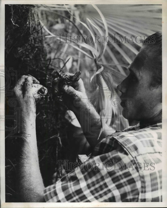 1959 Press Photo Guido Lamar Hall & new hatched alligator - Historic Images