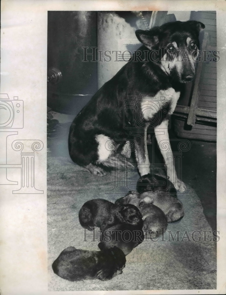 1962 Watch Dog Duchess &amp; 6 Puppies-Historic Images