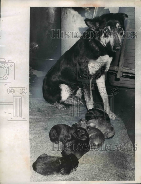 1962 Watch Dog Duchess & 6 Puppies-Historic Images