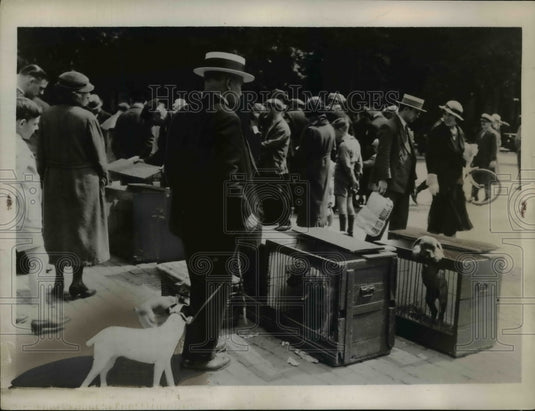 1936 Press Photo Market in Belgium & puppies for sale - Historic Images