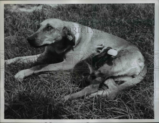 1959 Press Photo Sam the raccoon cuddles up to Fido at home of Don Hamilton - Historic Images