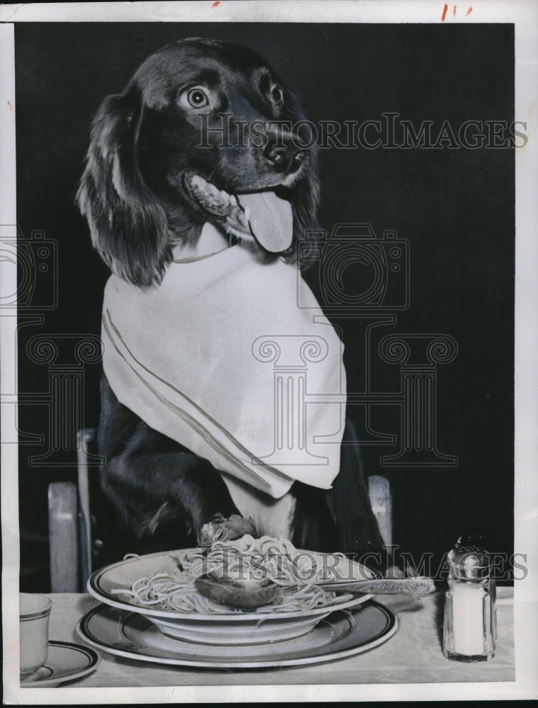 1955 Jack digs into a spaghetti-Historic Images