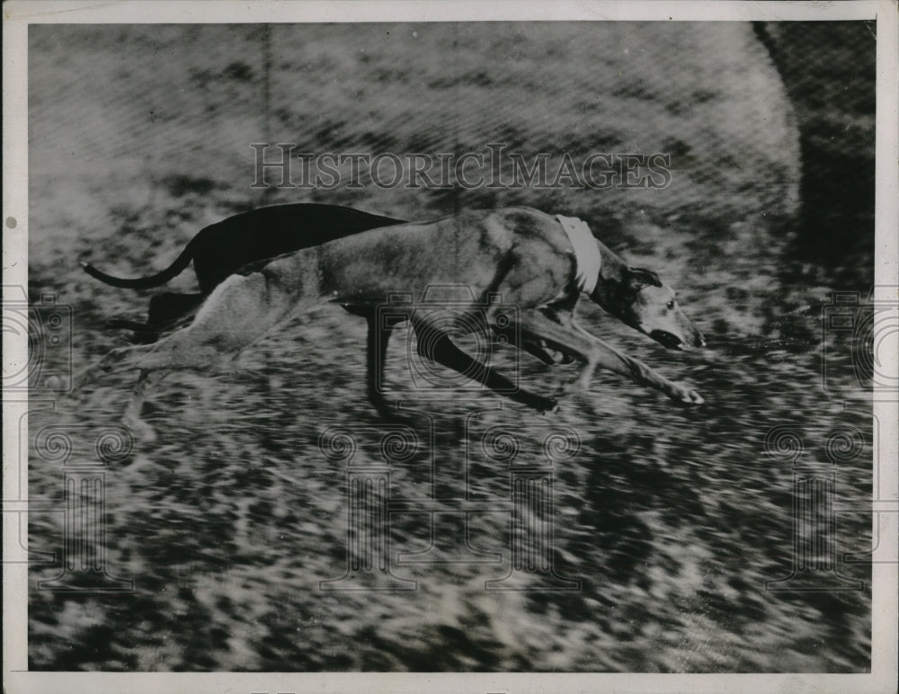 1936 Press Photo Greyhounds Running in Meet at Melbourne, Australia- Historic Images