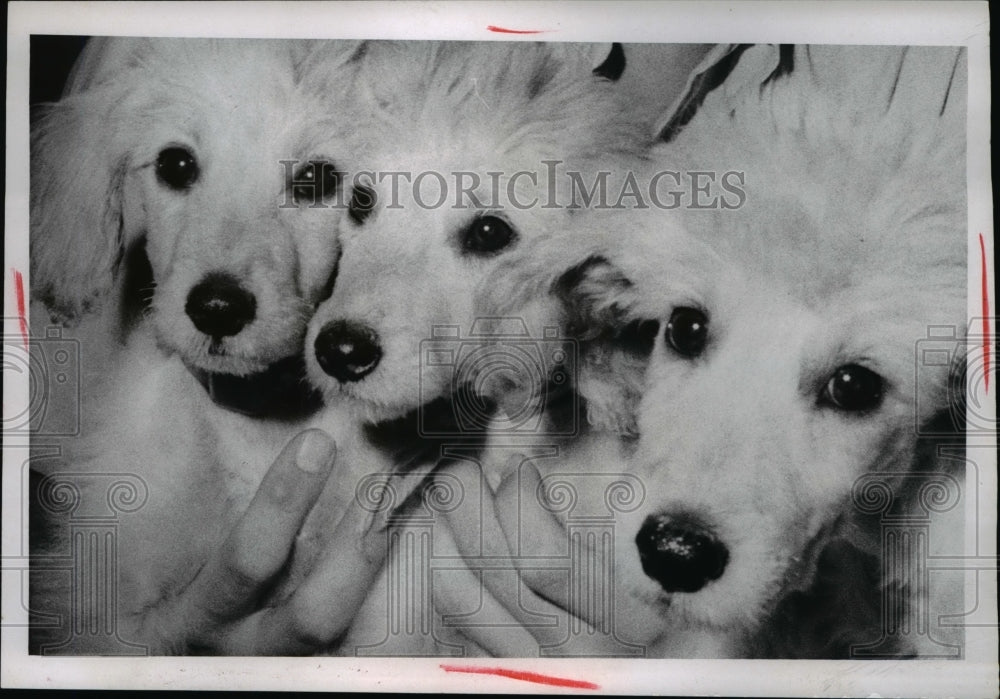 Poodles for adoption, three months old-Historic Images