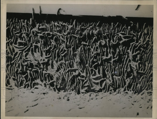 1936 Press Photo Caterpillar Plague - Historic Images