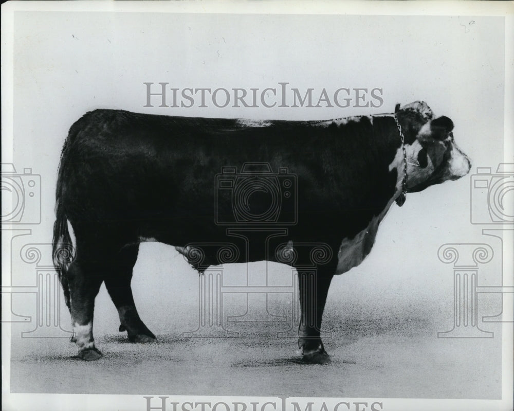 1962 Press Photo Meat-type steer - Historic Images