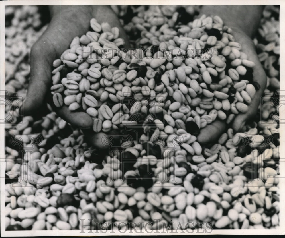 1957 Press Photo Manizale sColumbia coffee beans after the harvest - nee02720 - Historic Images