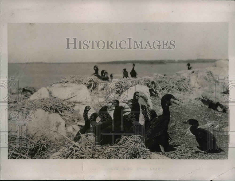 1936 Press Photo The cormorants are synonymous of appetite - Historic Images