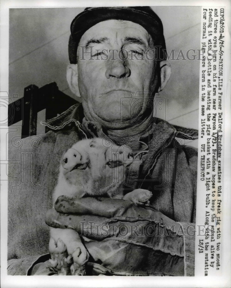 1969 Farmer Delford Bradshaw &amp; Pig with 2 Snouts &amp; 3 Eyes - Historic Images