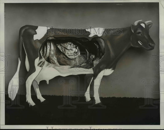 1933 Press Photo Model Cow Exhibit Shows Swallowed Bailing Wire-Historic Images