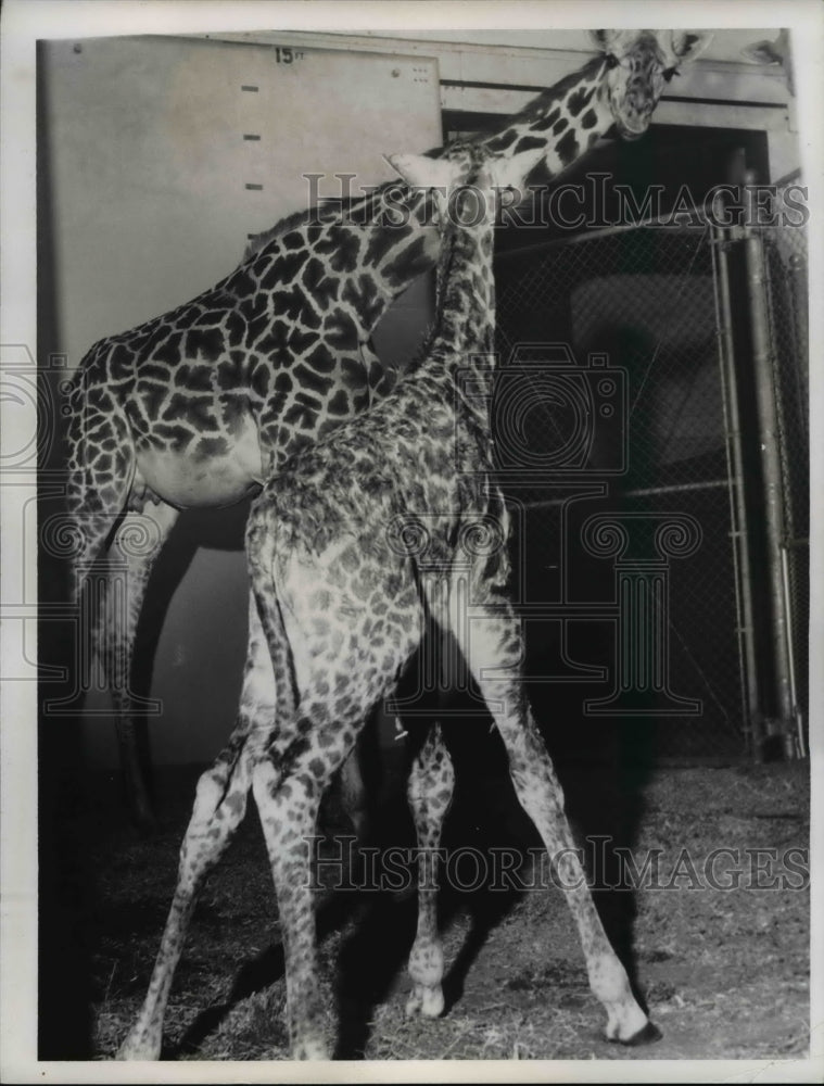 1961 Press Photo Newborn Baby Giraffe at Zoo - Historic Images