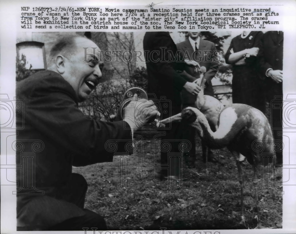 1961 Press Photo Sacred Crane of Japan at the Bronx Zoo 3 Cranes Sent as Gifts- Historic Images