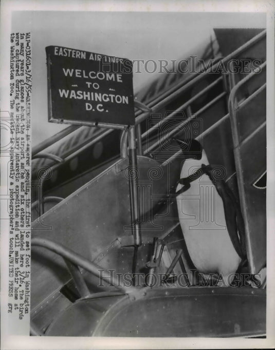 1955 Press Photo First emperor penguin to stop foot in Washington - nee70365-Historic Images