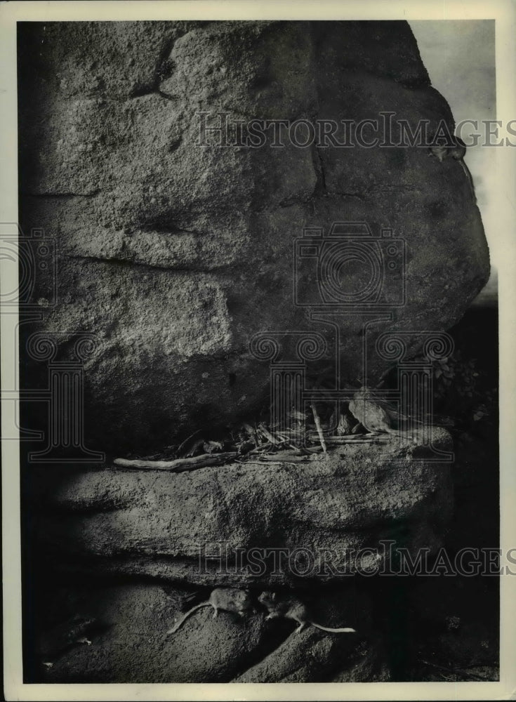 1938 Press Photo Pack of Trade Rat Museum National History - nee71229 - Historic Images