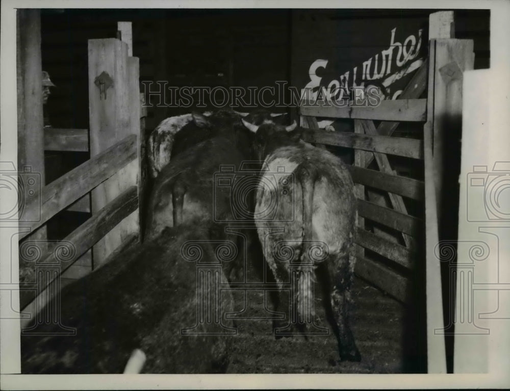 1946 Press Photo Cattle into boxcars at Chicago Union Stockyards for shipment-Historic Images