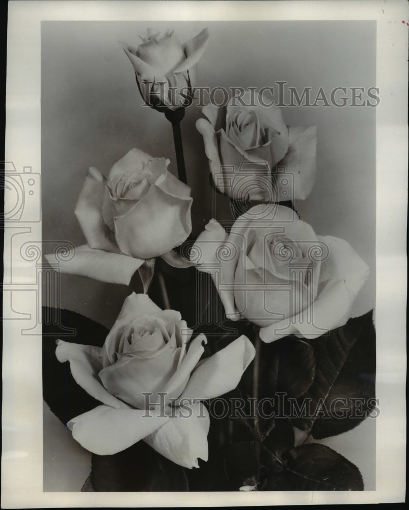 1954 Press Photo Hybrid Tea Kate Smith Roses - nef06527 - Historic Images