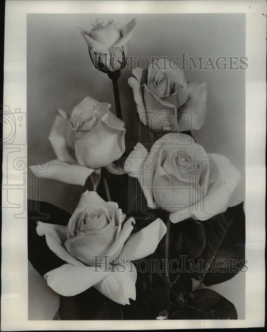 1954 Press Photo Hybrid Tea Kate Smith Roses - nef06527 - Historic Images