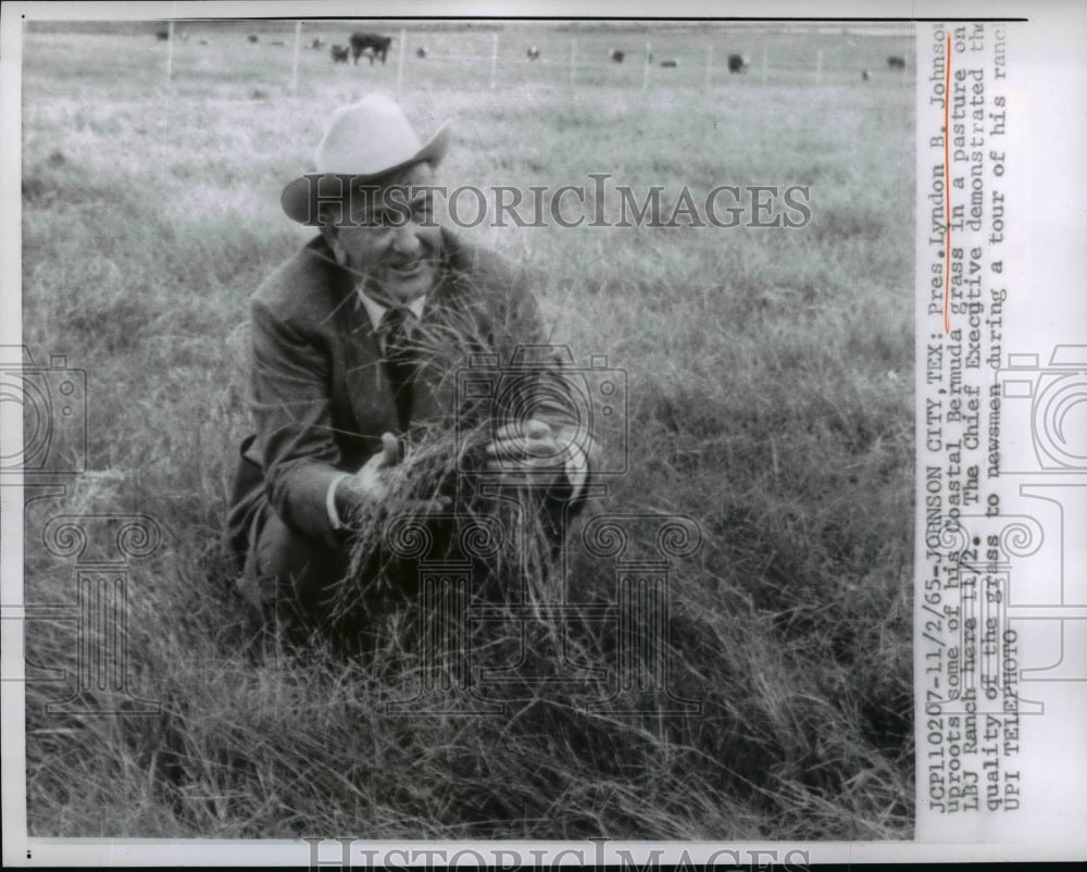 1965 Press Photo President Lyndon B. Johnson Uprooting Grass at LBJ Ranch-Historic Images