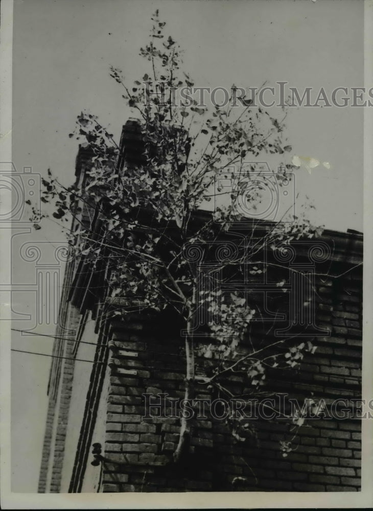 1933 Press Photo Cottonwood Tree growing out the wall a building in Kansas - Historic Images