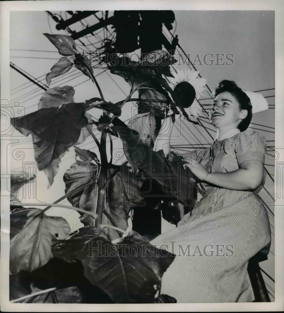 1952 Press Photo Student I. Junggren Sits Atop Ladder For Close Up of Sunflower - Historic Images