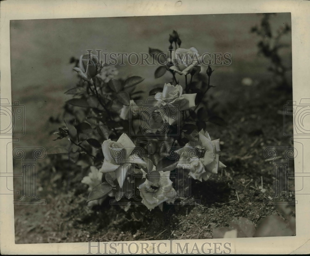 1938 Press Photo Rose Bush - nef15802 - Historic Images