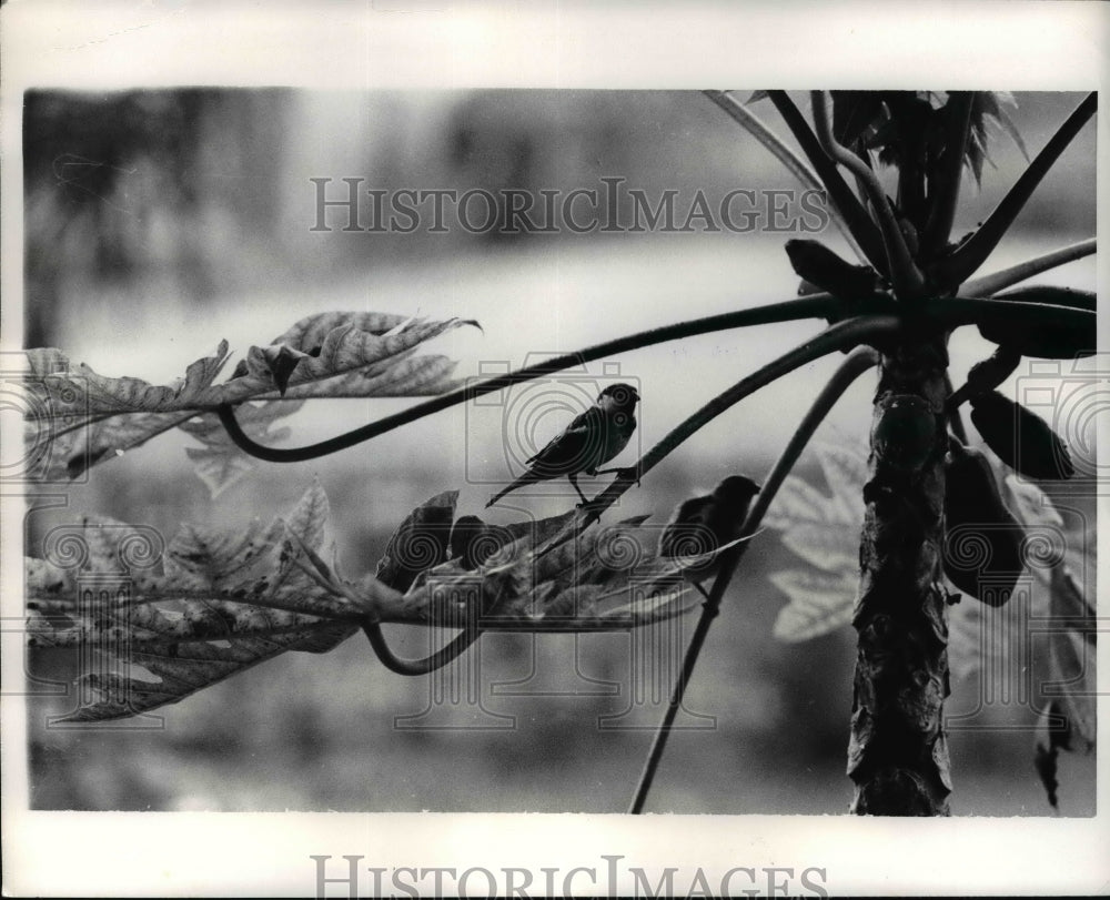 1971 Press Photo Birds in Tree Near Khulna, East Pakistan - nef18987 - Historic Images