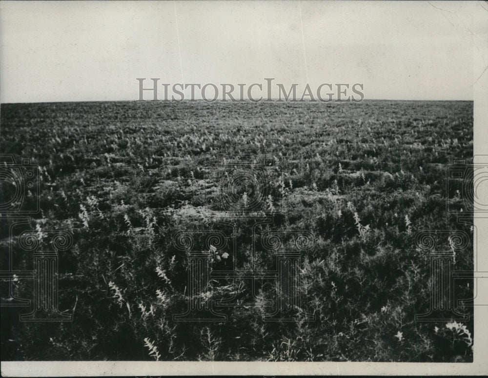 1934 Show What was a Good Wheat Producing Field Until Recent Drought - Historic Images