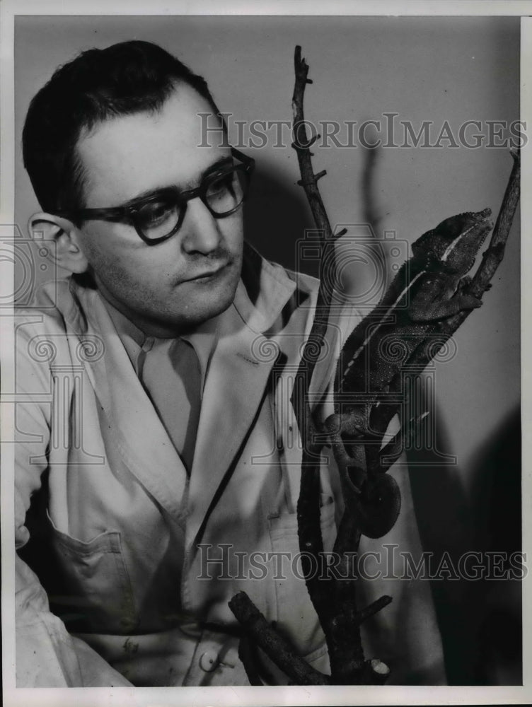 1953 Press Photo Hy Marz of Chicago Natural History Museum shown with Chameleon-Historic Images