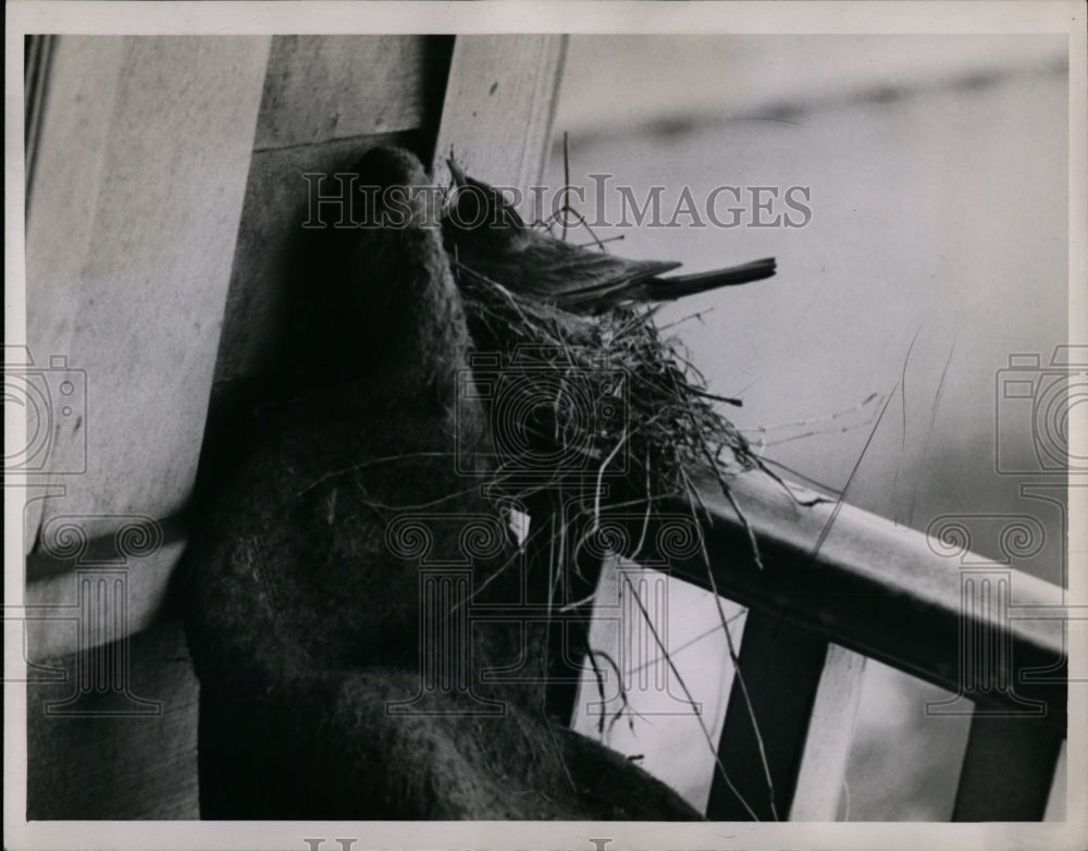 1944 Bird Nesting  - Historic Images