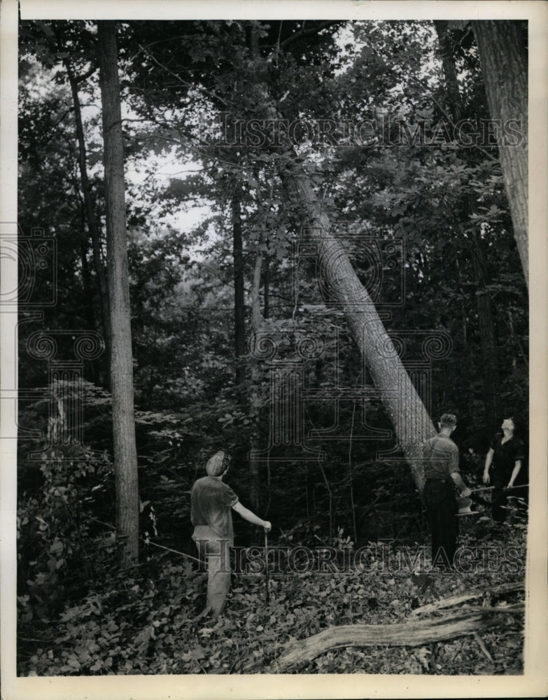 1943 Press Photo Nurserymen Cut Down Elderly Trees - nef32485 - Historic Images