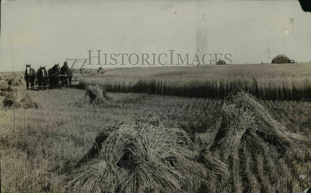 1925 Press Photo Marquis Wheat - nef33198-Historic Images