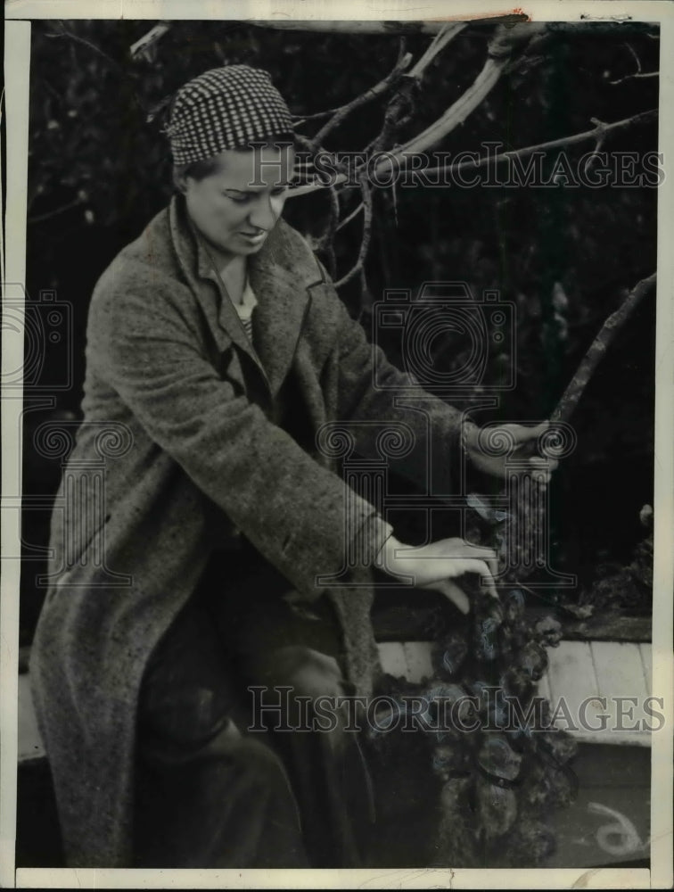 1937 Press Photo Tree Oysters Being Harvested at High Tide in Everglades- Miami - Historic Images