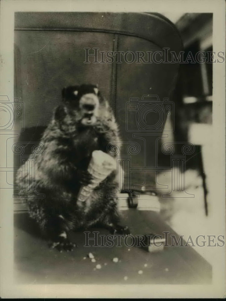 1935 Press Photo Groundhog holds ice cream cone - nef39380-Historic Images