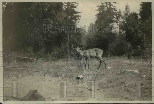 1923 Press Photo  Shot at 20-Feet of Rifle - Historic Images