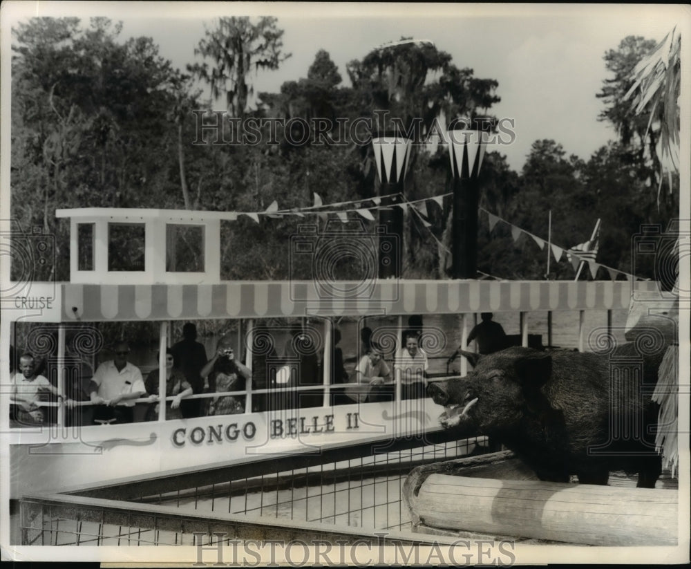1963 Congo Belle II Jungle Cruise Passing Captive Boar  - Historic Images