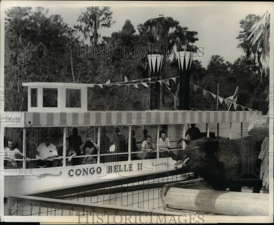 1963 Congo Belle II Jungle Cruise Passing Captive Boar  - Historic Images